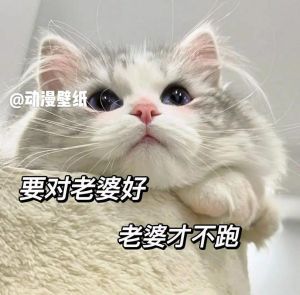 表情包知道了老婆_搞笑感谢必备，聊天必备神器！