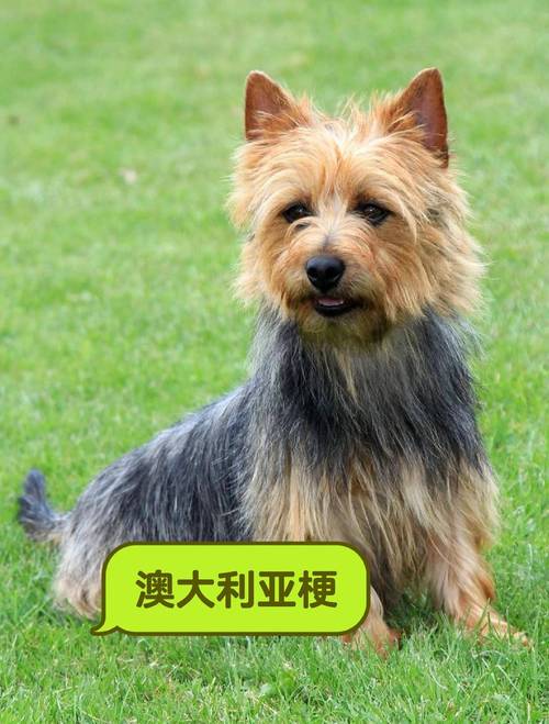 梗类犬种类大全图片_100+种顶配梗犬，好看又多样，随便用！