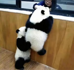 搞笑熊猫背景图_搞笑熊猫背景图，让你的电脑手机桌面更有趣！