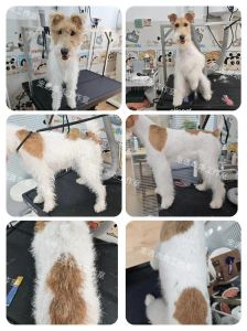 梗犬种类图片_100种萌犬大集合！