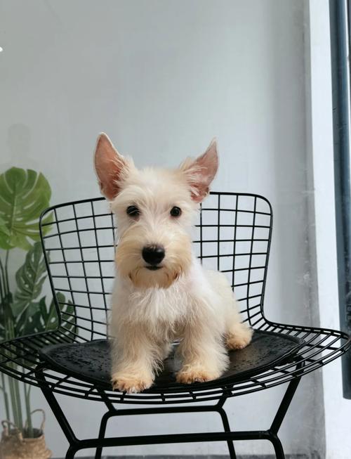 梗类犬种类大全图片_100+种顶配梗犬，好看又多样，随便用！