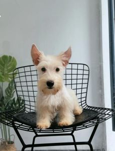 梗类犬种类大全图片_100+种顶配梗犬，好看又多样，随便用！