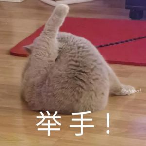举手图片搞笑_搞笑表情包，微信聊天必备，分享逗乐好友！