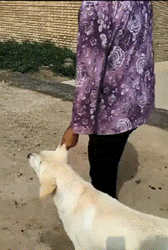 打狗的搞笑图片gif_搞笑打狗表情包，解压又好笑！