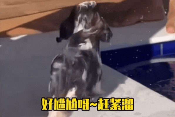 狗狗吐了搞笑动图_狗狗吐了搞笑动图，朋友圈必备表情包！