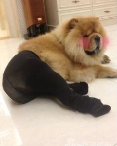 黑丝猪腿图片搞笑表情包_黑丝猪腿落汤鸡，聊天必备！