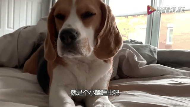 打狗的搞笑图片gif_搞笑打狗表情包，解压又好笑！