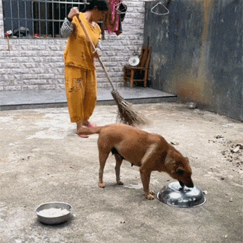 搞笑动物动图gif素材_搞笑动物GIF，发朋友圈逗乐必备！
