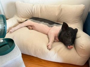 猪躺着妖娆的搞笑图片_妖娆躺姿惹人笑，发朋友圈必赞！