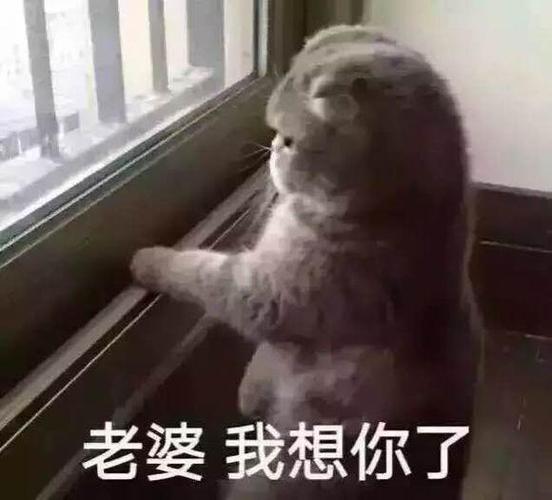 别看我有老婆了表情包_搞笑表情包，朋友开玩笑必备，幽默不失风度！