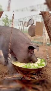 猪抢食图片搞笑图片_猪抢食搞笑图，分享朋友圈乐不停！
