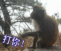 猴子表情包沙雕gif_聊天必备，可爱又搞笑！