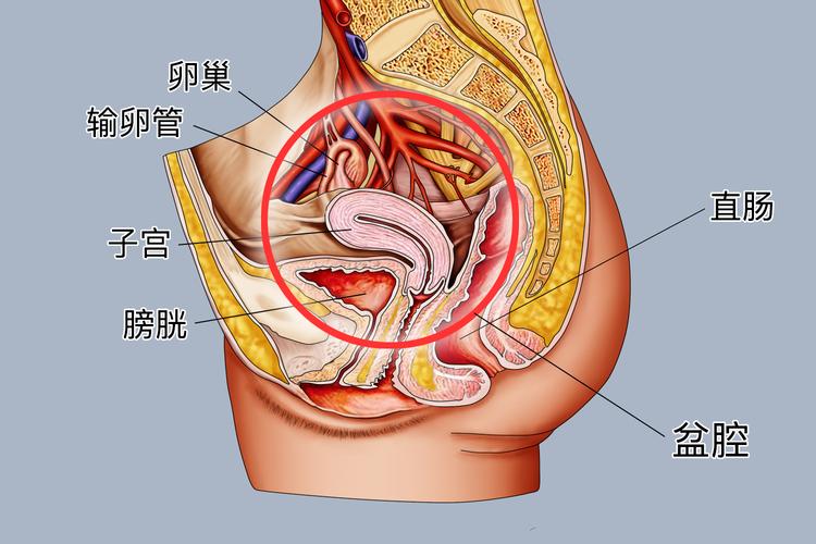 女士腹部子宫结构图_学医看病好帮手，你觉得在哪用着最方便？