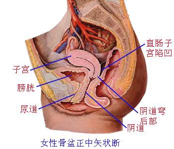 女士腹部子宫结构图_学医看病好帮手，你觉得在哪用着最方便？