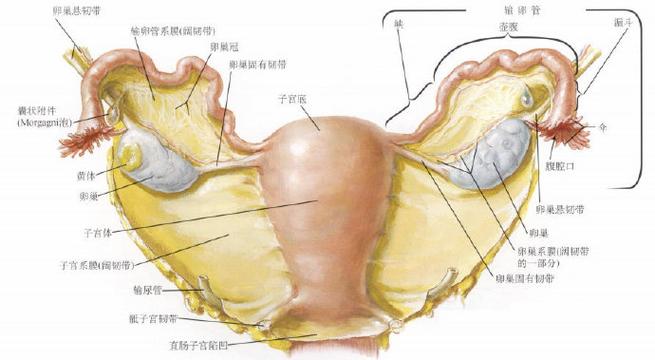 女士腹部子宫结构图_学医看病好帮手，你觉得在哪用着最方便？